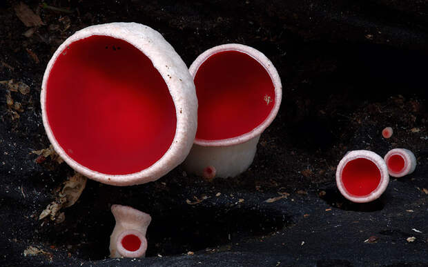 NewPix.ru - Волшебный мир грибов в фотографиях Стива Эксфорда