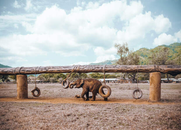 Приятно сознавать, что все слонята, которые родились здесь, в заповеднике, никогда  не испытают тех лишений и трудностей, что выпали на долю их родителей. заповедник, слон, слоны, таиланд
