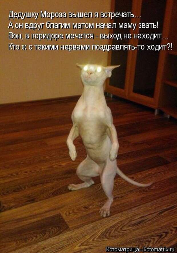 Лучшие котоматрицы недели (50 фото)