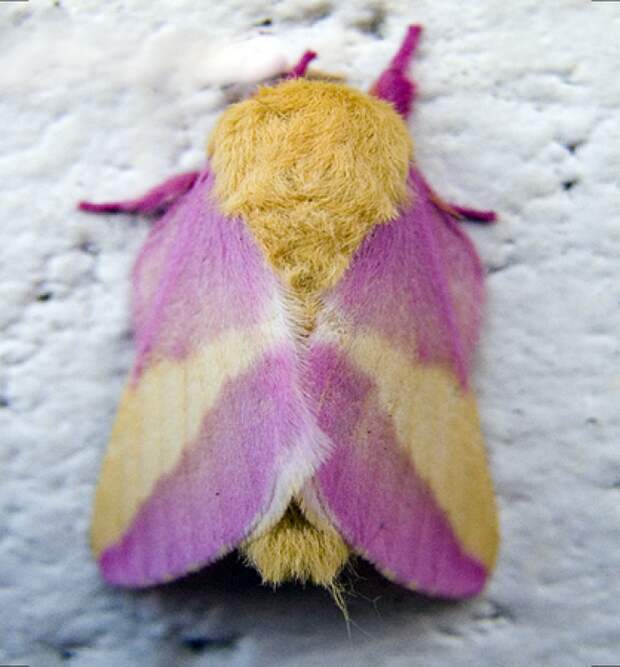 Розовая кленовая бабочка (Dryocampa rubicunda) насекомые, странные, ужасные, уродливые