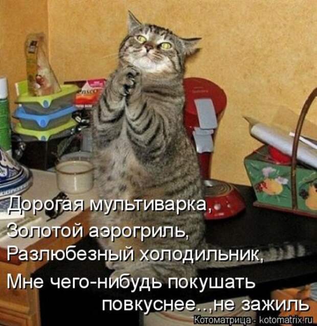 Свежая котоматрица для настроения (32 фото)