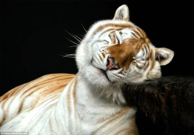 Тигр, который вовсе не кажется опасным и жестоким хищником  животные, фотография
