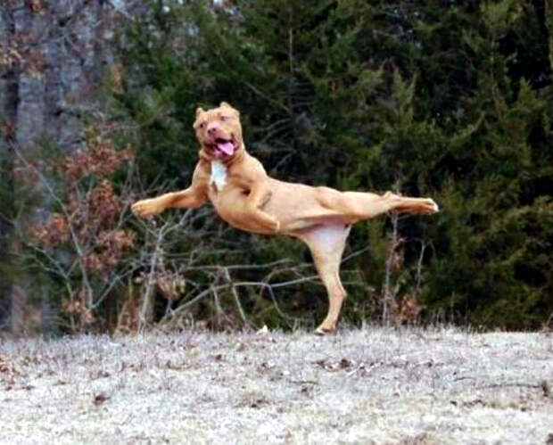 По мнению Novate.ru, эта самая грациозная собака! | Фото: Humor.fm.