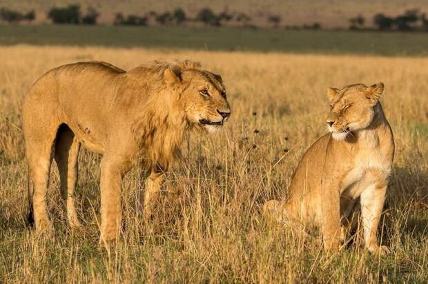 Африканские животные на снимках Правира Пателя африка, животные
