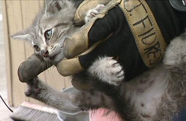 котенок