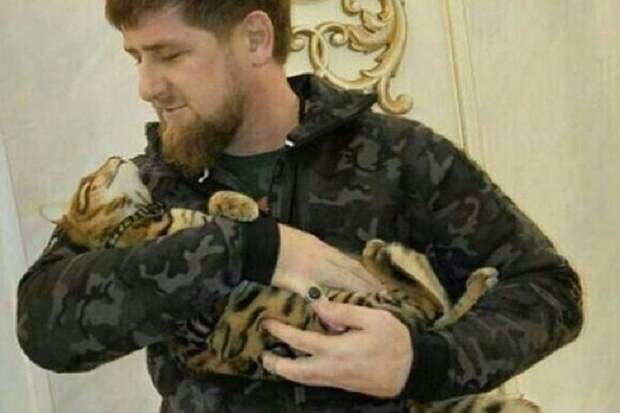 Питомец главы Чеченской республики бесследно пропал Фото: Twitter.com