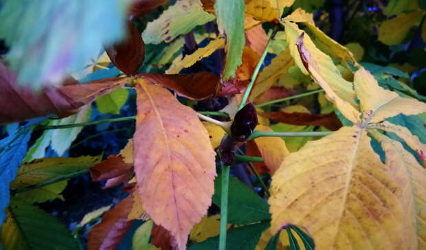 В Ростове жители попросили губернатора Голубева спасти парк «Дружба» от вырубки