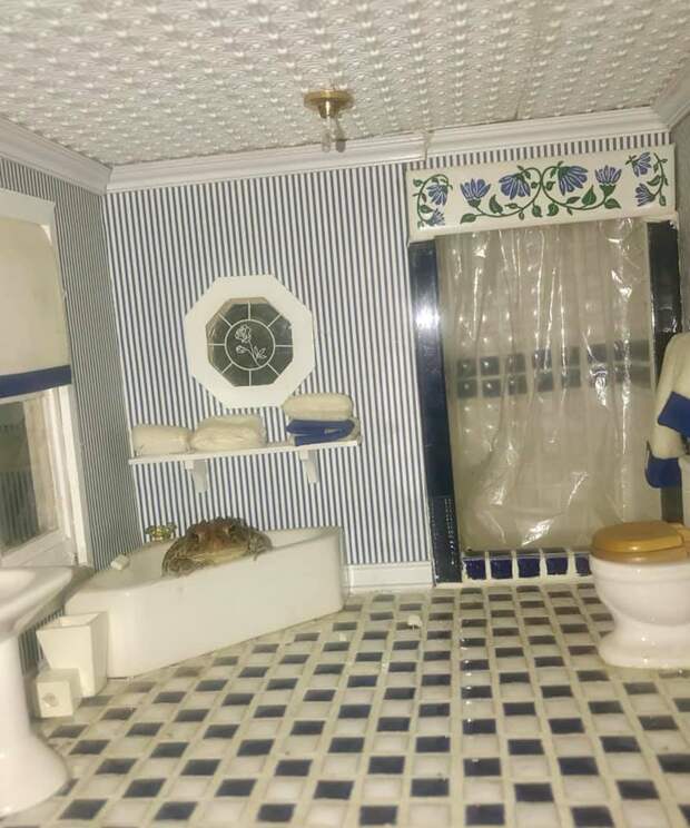 жаба в ванной