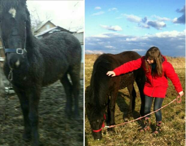 Девушка из Москвы спасает от смерти лошадей, отправленных на убой