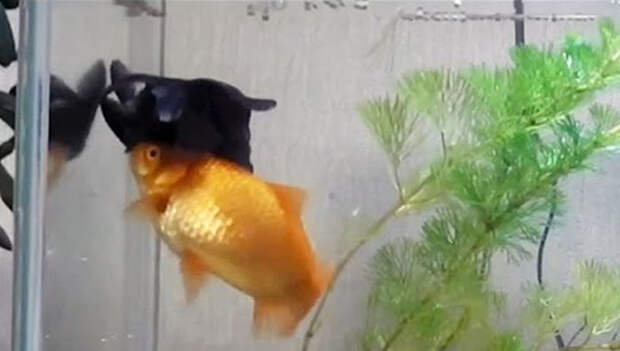 goldfish-helps-sick-friend-feed-stay-alive-1