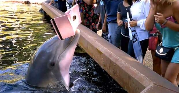seaworld-dolphin-steals-ipad-is-sick-of-your-photos