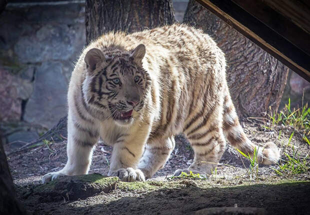 Белый тигренок Кови стал новым обитателем Новосибирского зоопарка