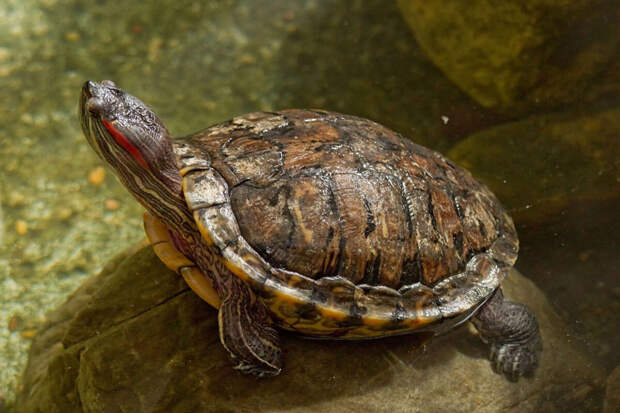 Ветеринар Кузина: домашним черепахам требуется особый уход