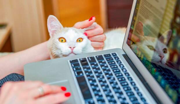 В Москве появится информационная система записи к ветеринару и поиска пропавших животных