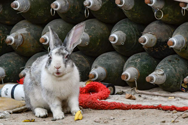 Кролик и минометные снаряды