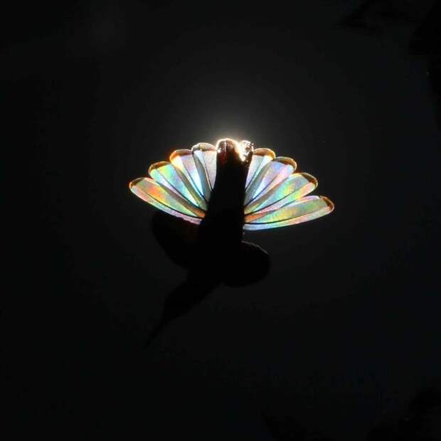 9 фантастических фото колибри с сияющими радужными крыльями 