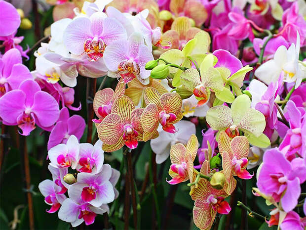 Картинки по запросу орхидей