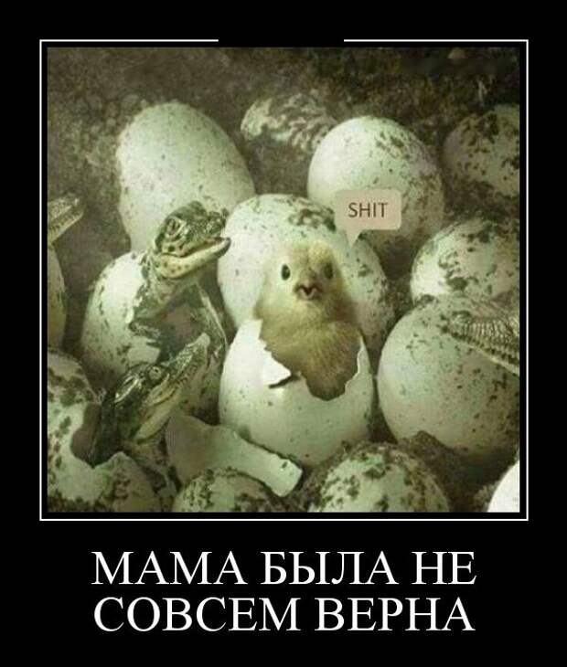 Демотиваторы (30 фото)