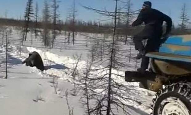В сеть попало видео с давящими медведя в Якутии «Уралами»