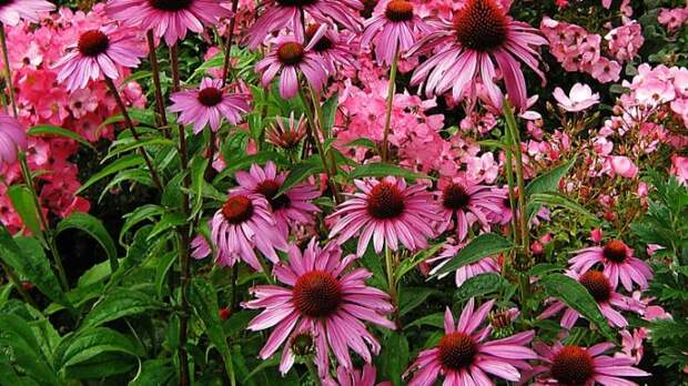 coneflower-98207_960_720 alt