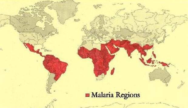 На самом ли деле малярийный комар – большой?