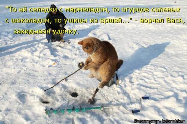 Свежая и прикольная котоматрица (32 фото)