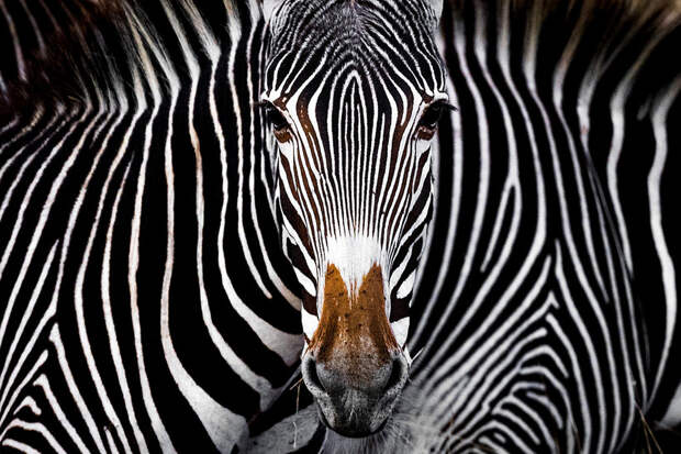 15 неотразимых снимков, победивших в конкурсе фотографии Nature Conservancy