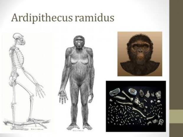 Современный и древний человек. Эволюция человека: этапы развития. Происхождение от первых предков 04