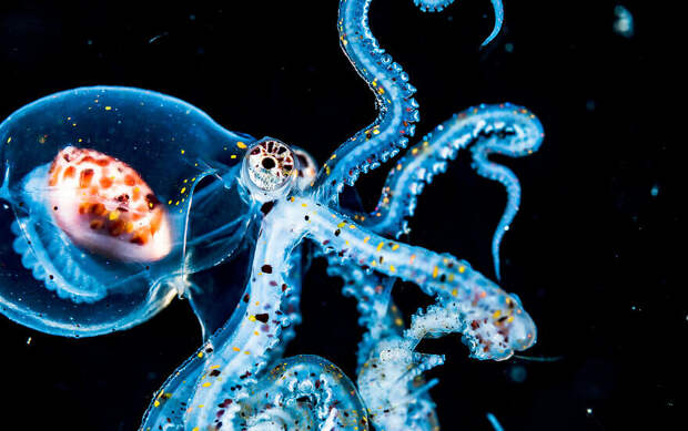 27 редких морских фото, где фотограф поймал удивительный момент