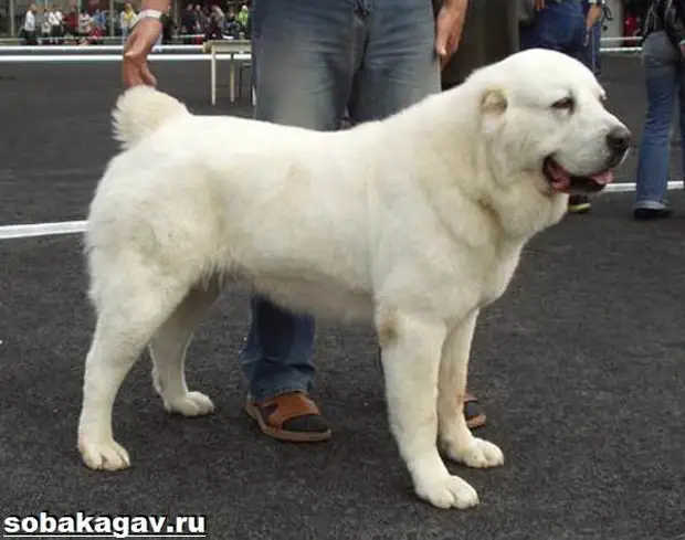 Среднеазиатская овчарка собака. Описание, особенности, уход и цена породы