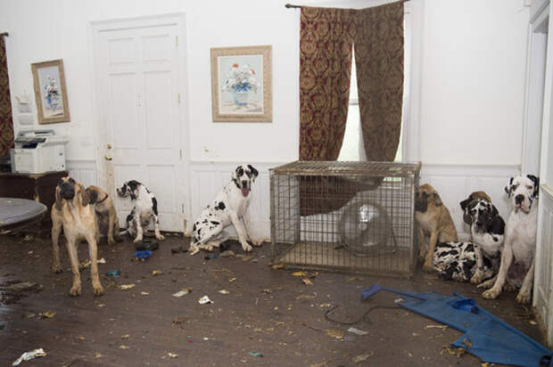 Собаки потрошили дом изнутри, так как им больше нечем было себя занять.