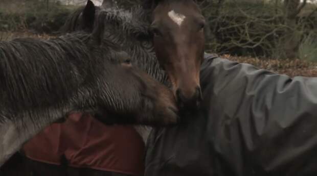 Встреча лошадей после долгой разлуки тронет даже самое суровое сердце! Любовь, встреча друзей, дружба, животные, лошади, нежно, нежность, трогательно