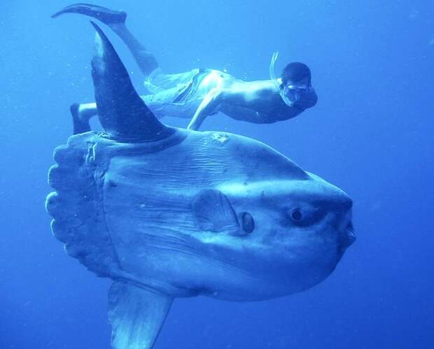 Лунарыба. 10 самых больших рыб в мире. Фото с сайта NewPix.ru