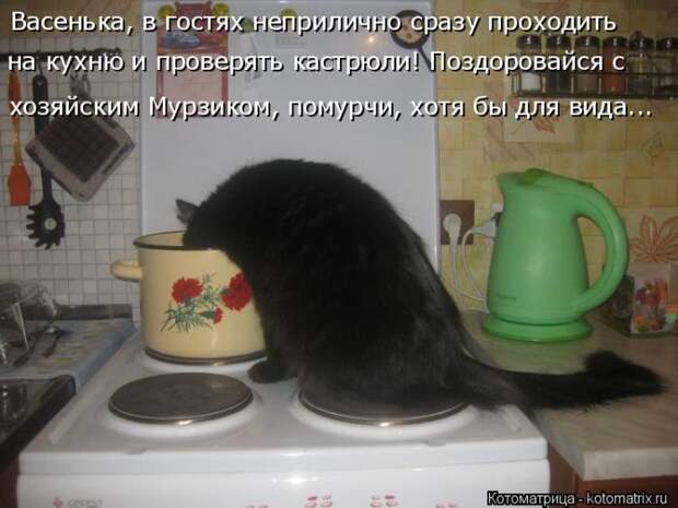 Лучшие котоматрицы недели (50 фото)