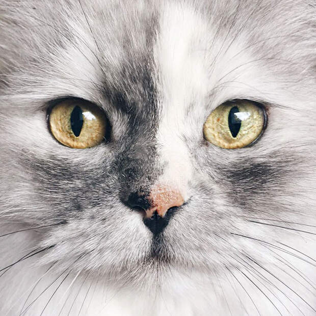 adopted-cat-fur-persian-halloalice-43