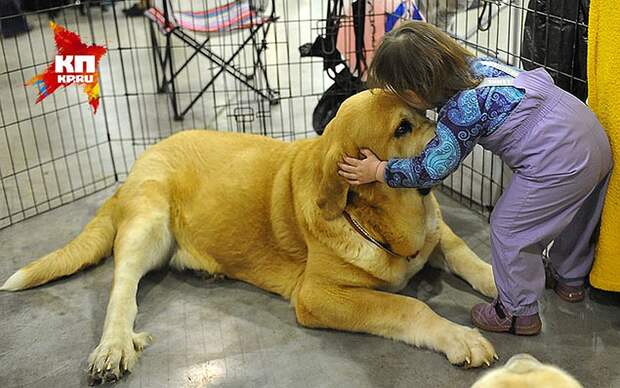 Собака - друг человека. А кто ещё поможет в болезни, если не лучший друг? Фото: Иван ВИСЛОВ