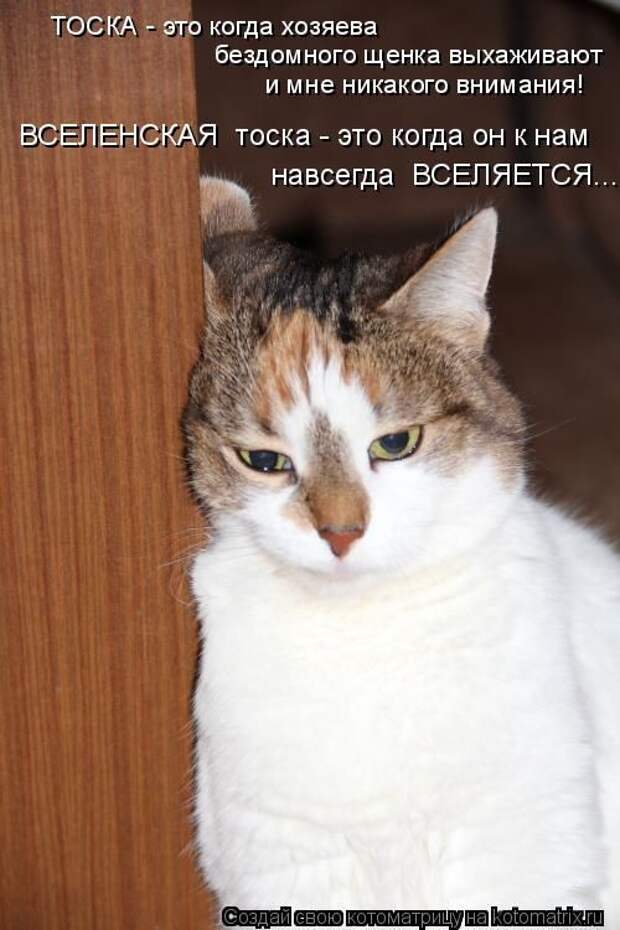 Лучшие котоматрицы недели (50 фото)