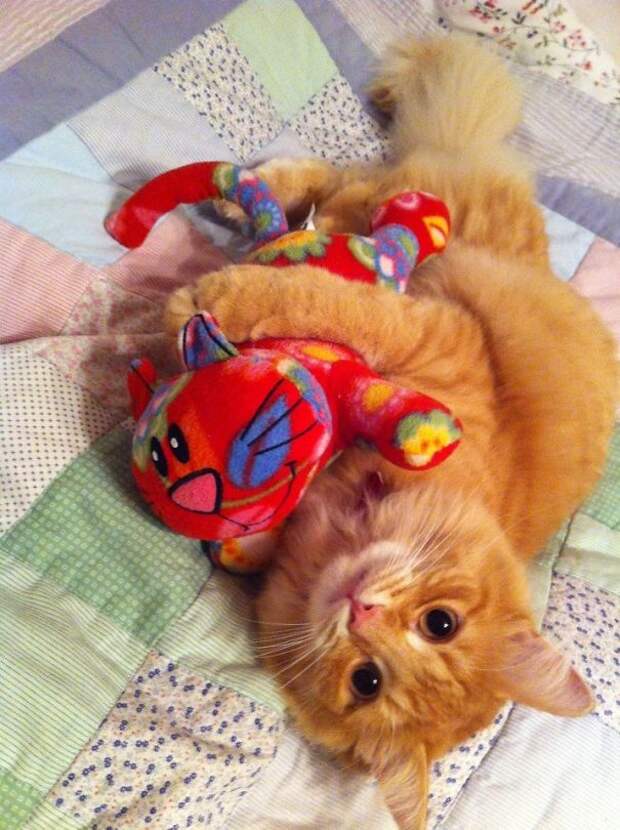 Дружелюбный котик из приюта домашние животные, няшки, питомцы