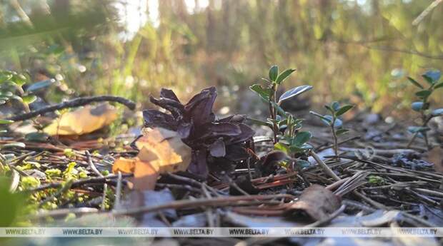 В Беларуси за сутки в лесах обнаружены трое потерявшихся.