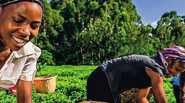 Кения: африканские страсти по чаю