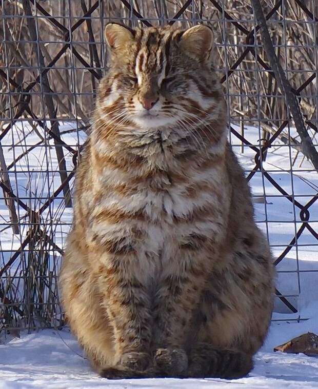 Амурский лесной кот
