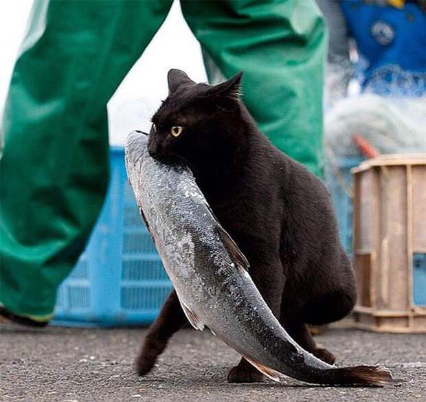 Коты-прохиндеи животные, домашние, караул