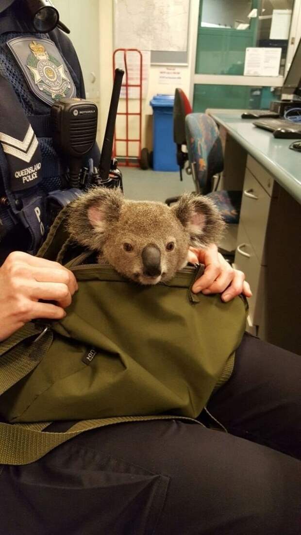 Австралийские полицейские нашли в сумке у задержанной женщины...коалу коала, коала Альфи