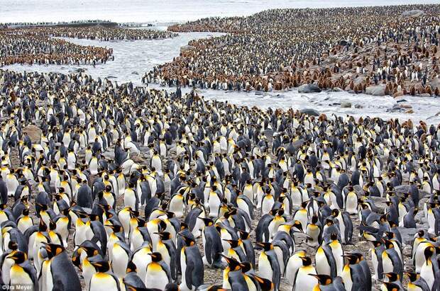 Фотограф делится своими лучшими снимками пингвинов за последние десять лет