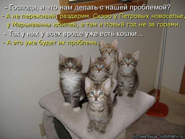 Лучшие котоматрицы недели (50 фото)