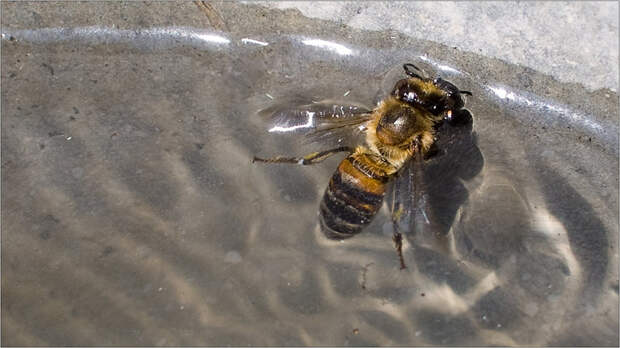 Оказалось, что пчелы умеют плавать, и весьма неплохо