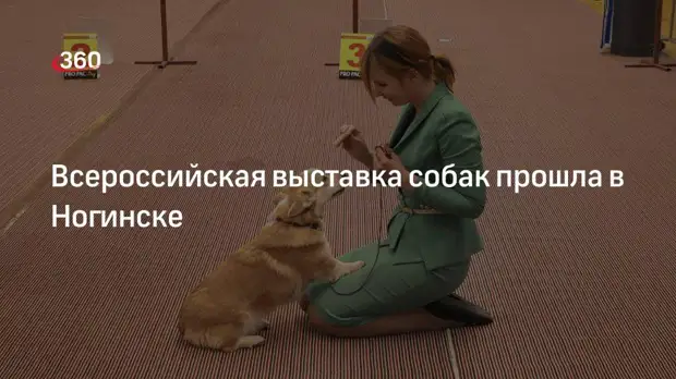 Всероссийская выставка собак прошла в Ногинске