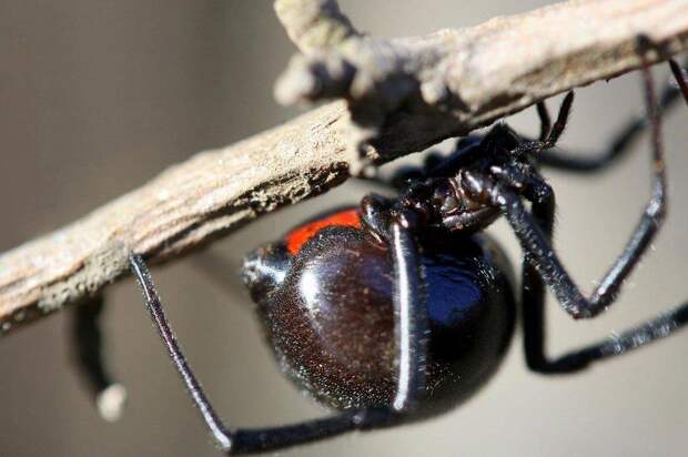 Фотография: 25 самых опасных насекомых на планете №7 - BigPicture.ru