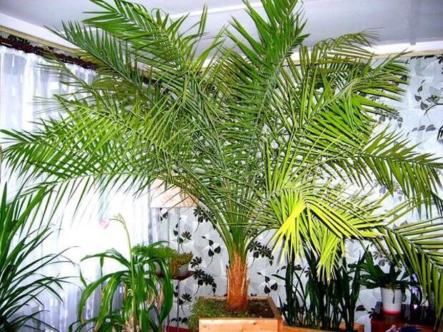 Финиковая пальма. Фото с сайта http://dachnicam.ru