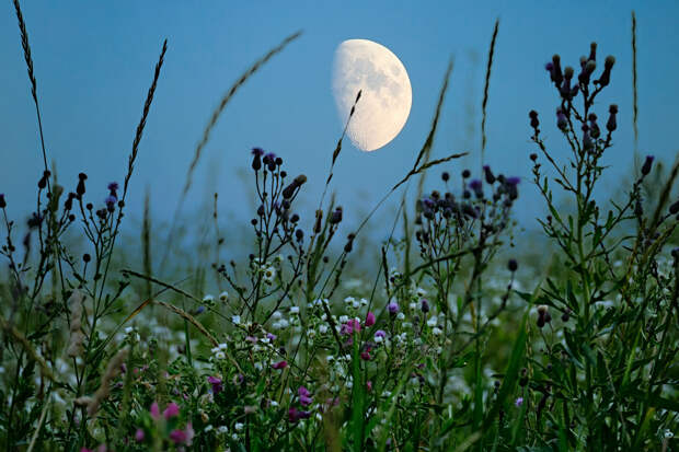 Лунный календарь садовода-огородника на июль 2026 года. Благоприятные дни для посевных работ, что можно и нельзя делать